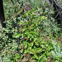 toxicodendron diversilobum